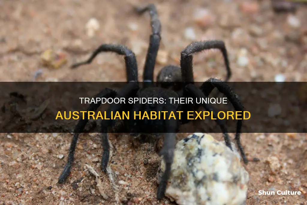 where are trapdoor spiders found in australia