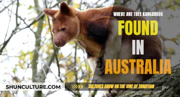 Tree Kangaroos: Australia's Unique Wildlife in Tropical Forests