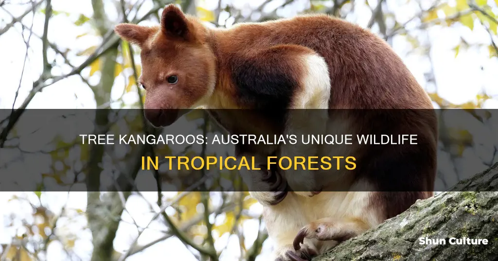 where are tree kangaroos found in australia
