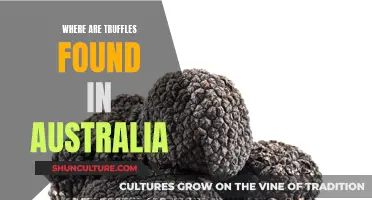 Truffle Hunting in Australia: Where to Find These Delicacies