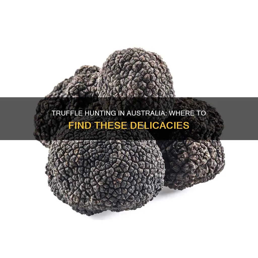 where are truffles found in australia