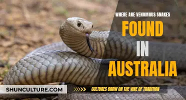 Venomous Snakes: Australia's Dangerous Creatures