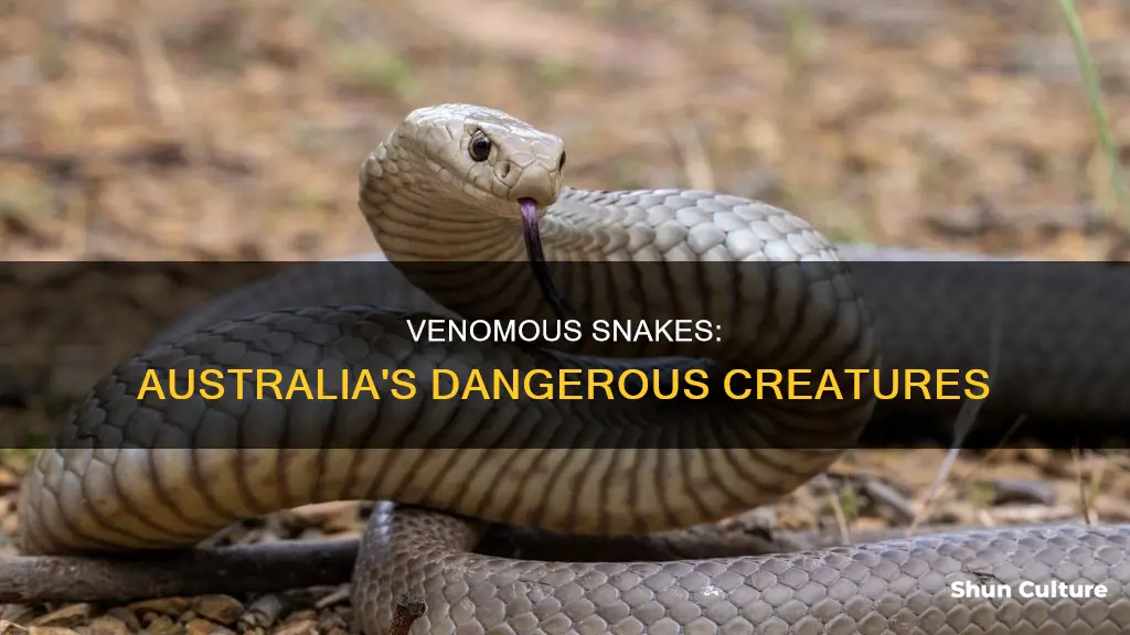 where are venomous snakes found in australia