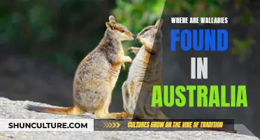 Wallaby Habitat: Exploring Australia's Unique Wildlife Regions