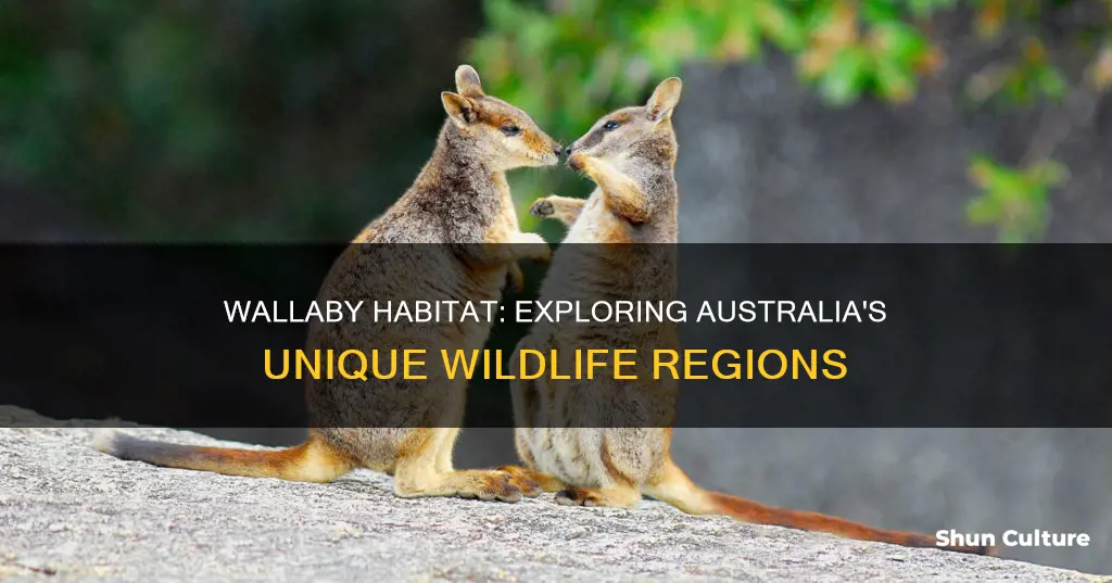 where are wallabies found in australia