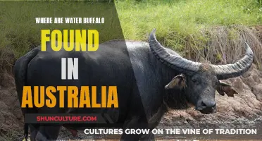 Water Buffalo: Australia's Unlikely Residents