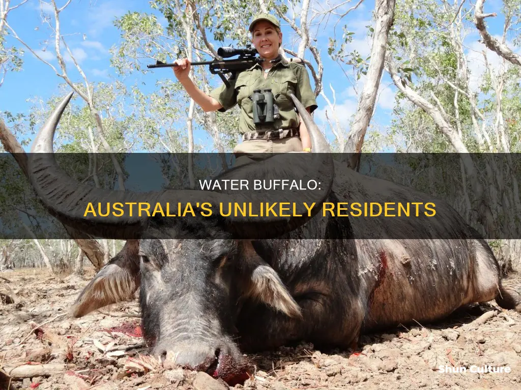 where are water buffalo found in australia