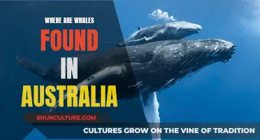 Whale Spotting in Australia: Where to Go?