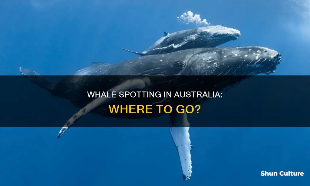 where are whales found in australia