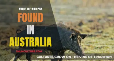 Wild Pigs in Australia: Their Habitat and Range