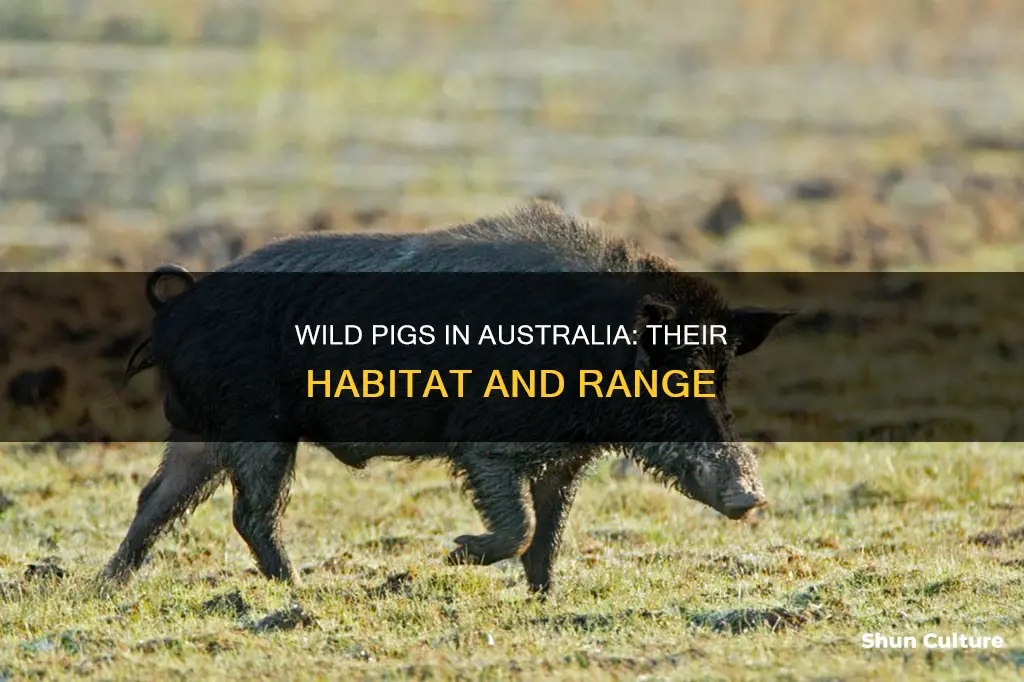 where are wild pigs found in australia