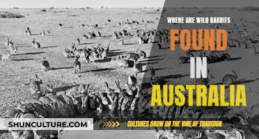 Rabbits in Australia: Their Natural Habitat and Locations