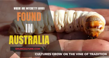 Witchetty Grubs: Australia's Tasty Treats and Their Habitat