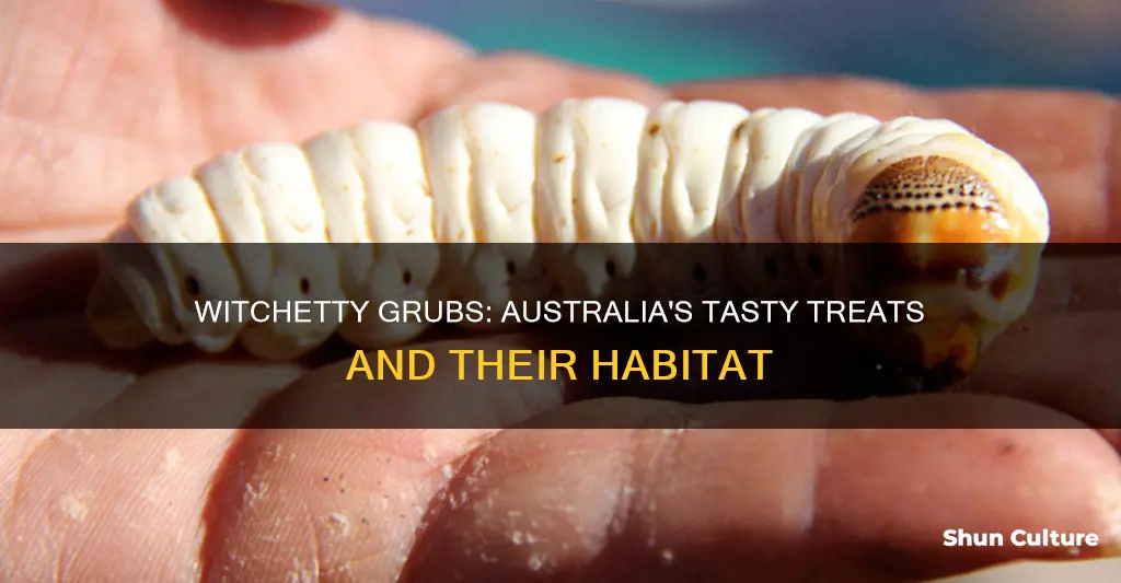 where are witchetty grubs found in australia