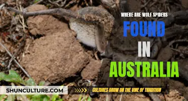 Wolf Spiders: Their Australian Habitat Explored