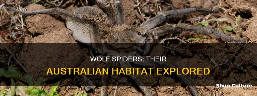 where are wolf spiders found in australia