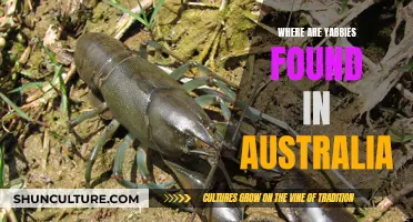 Yabby Habitat: Exploring the Unique Australian Environment