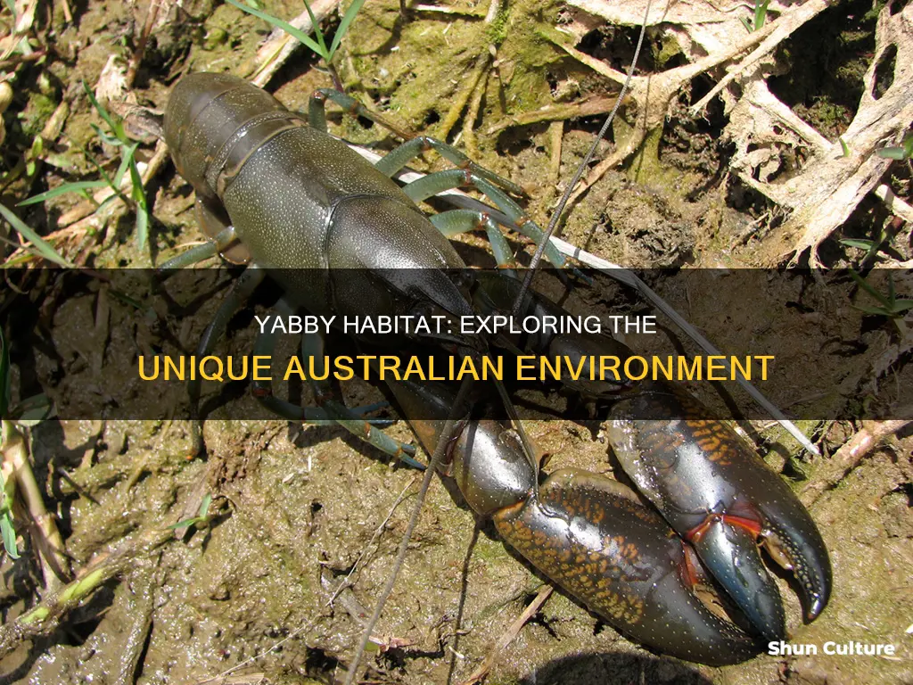 where are yabbies found in australia