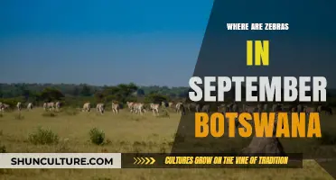 Exploring Botswana's Zebra Migration Patterns in September: A Wildlife Guide