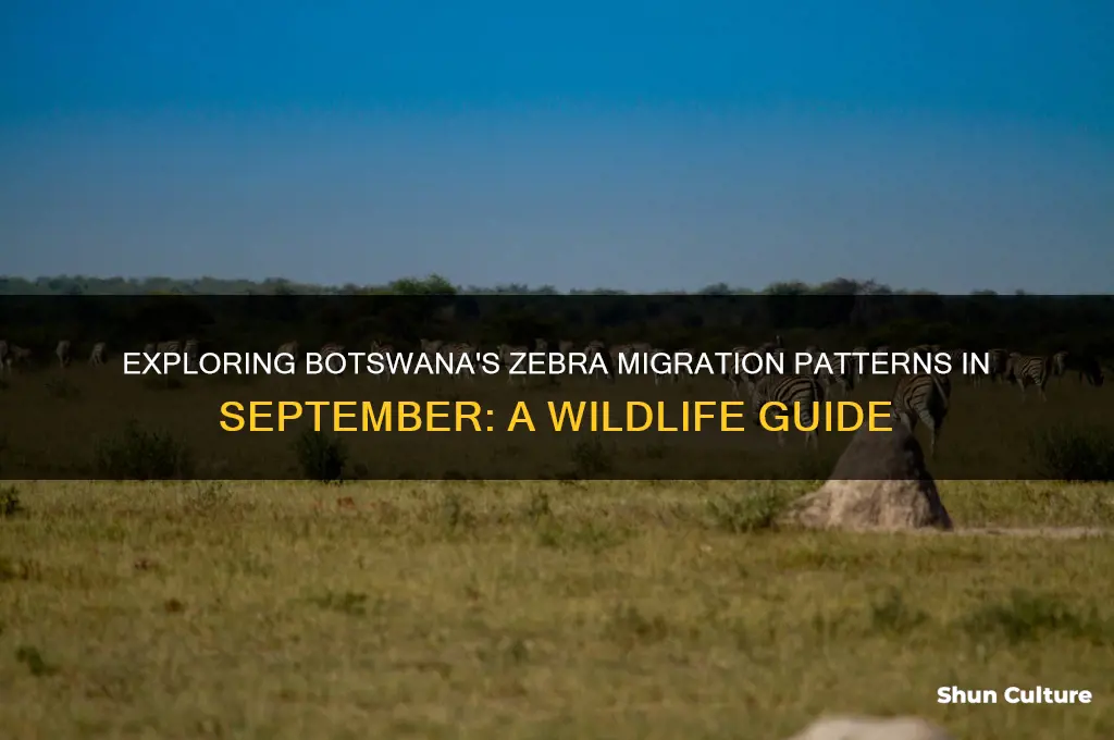 where are zebras in September botswana