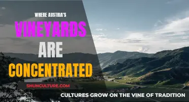 Austria's Wine Country: Exploring the Concentrated Vineyards