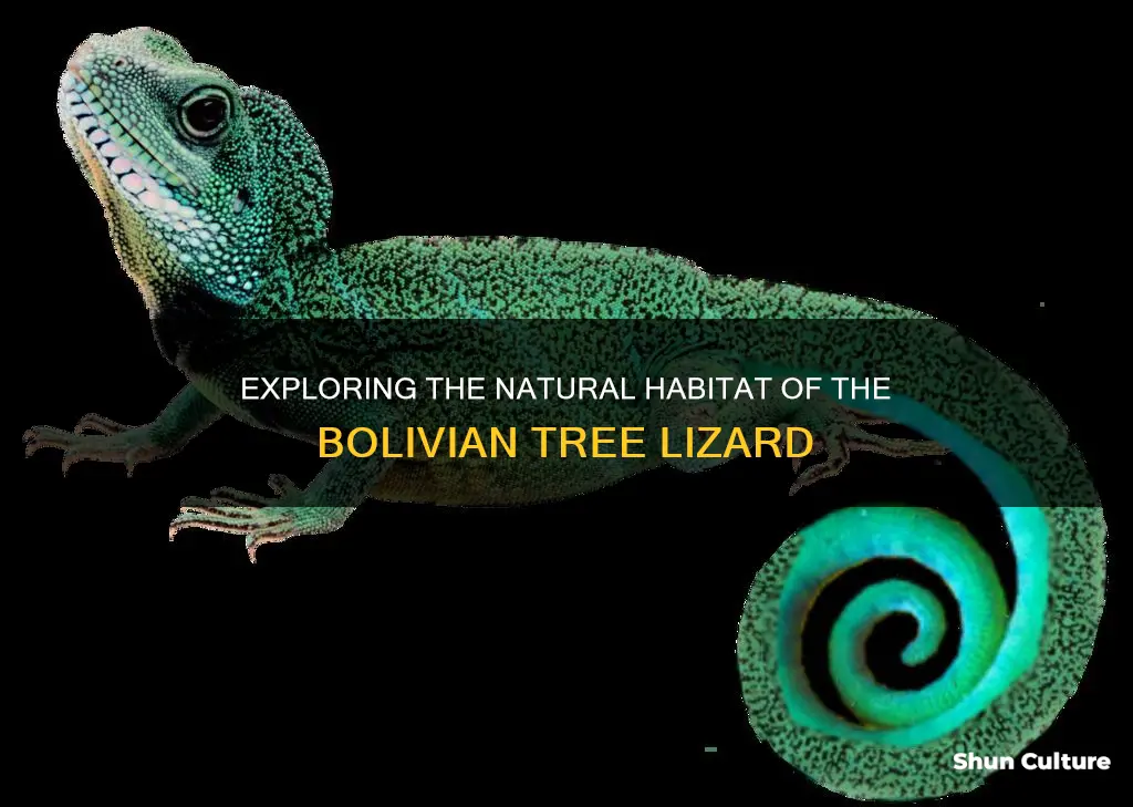 where bolivian tree lizards live