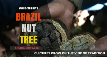 Where to Purchase a Brazil Nut Tree: A Comprehensive Guide