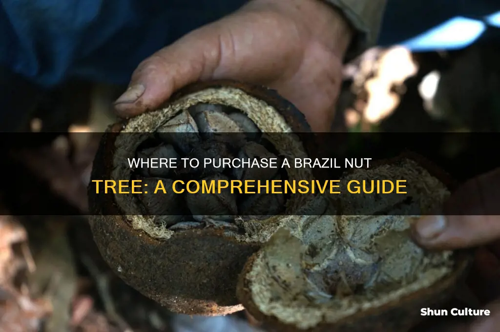 where can I buy a brazil nut tree