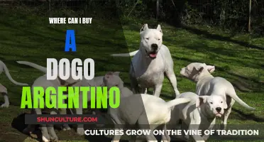 Where to Find Your Perfect Dogo Argentino Companion
