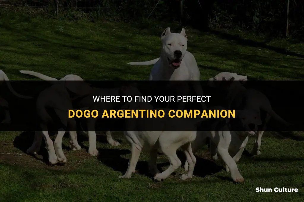 where can I buy a dogo argentino