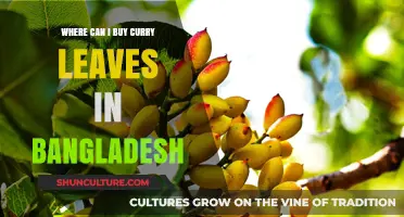Where to Find Fresh Curry Leaves in Bangladesh: A Shopper's Guide
