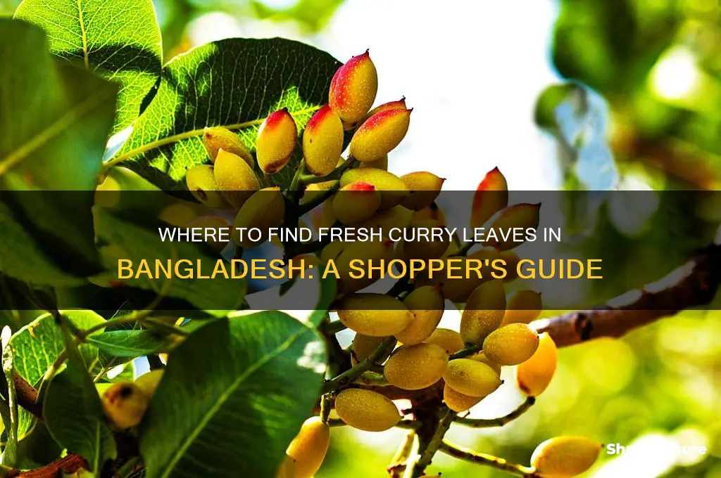 where can I buy curry leaves in bangladesh