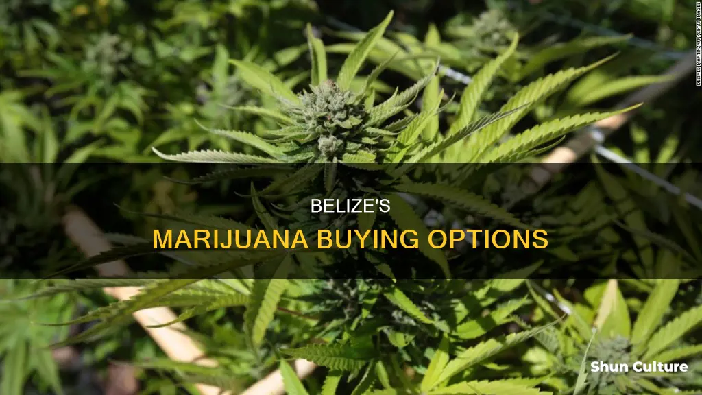 where can I buy marijuana in belize