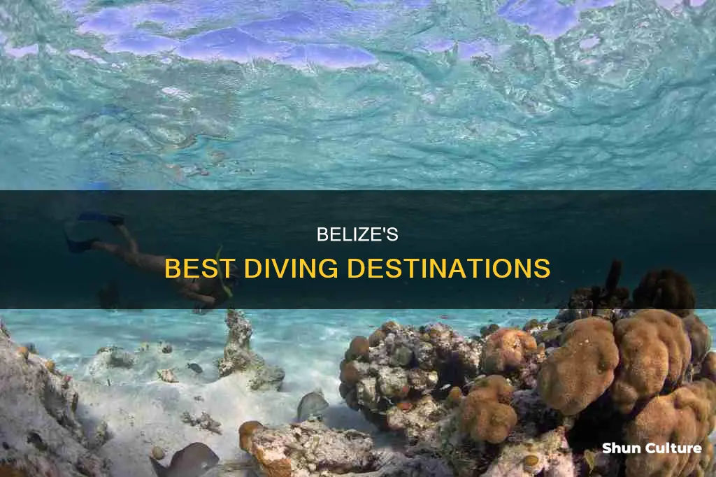 where can I dive in belize