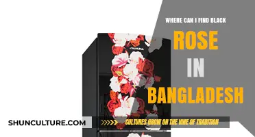 Discover Rare Black Roses in Bangladesh: Locations and Tips
