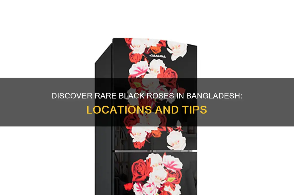 where can I find black rose in bangladesh