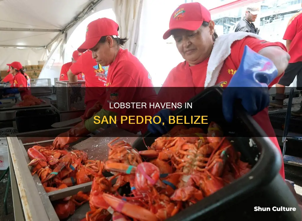 where can I find lobster in san pedro belize