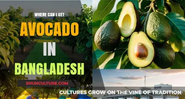 Discover Top Spots to Buy Fresh Avocados in Bangladesh
