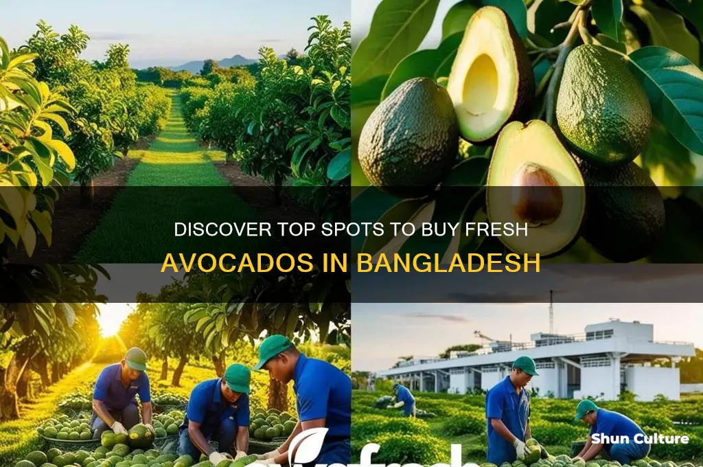 where can I get avocado in bangladesh