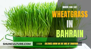 Wheatgrass Wonder: Bahrain's Top Sources