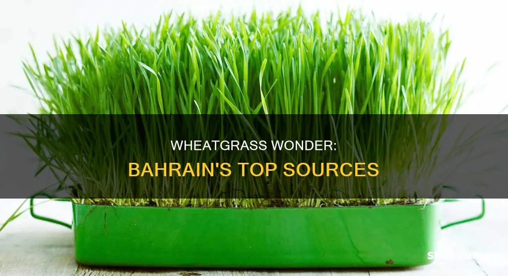 where can I get wheatgrass in bahrain