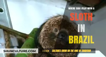 Discover Brazil's Top Sloth Encounters: Where to Play and Cuddle