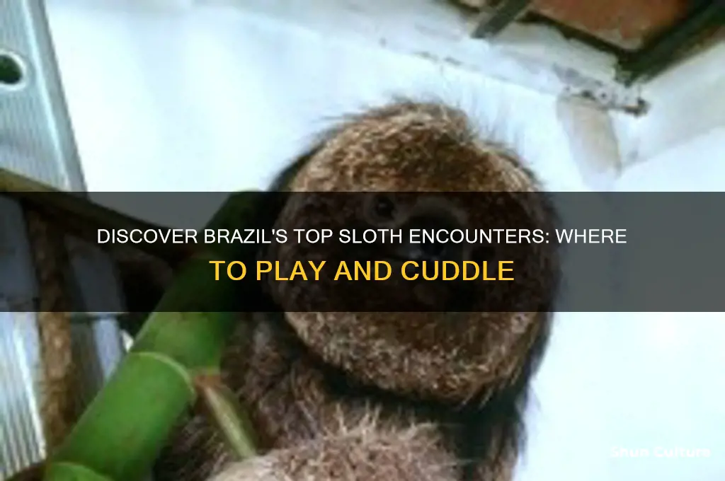 where can I play with a sloth in brazil