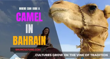 Riding Camels in Bahrain: Best Places to Experience It