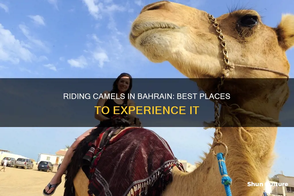 where can I ride a camel in bahrain