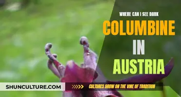 Dark Columbine: A Guide to Spotting It in Austrian Nature