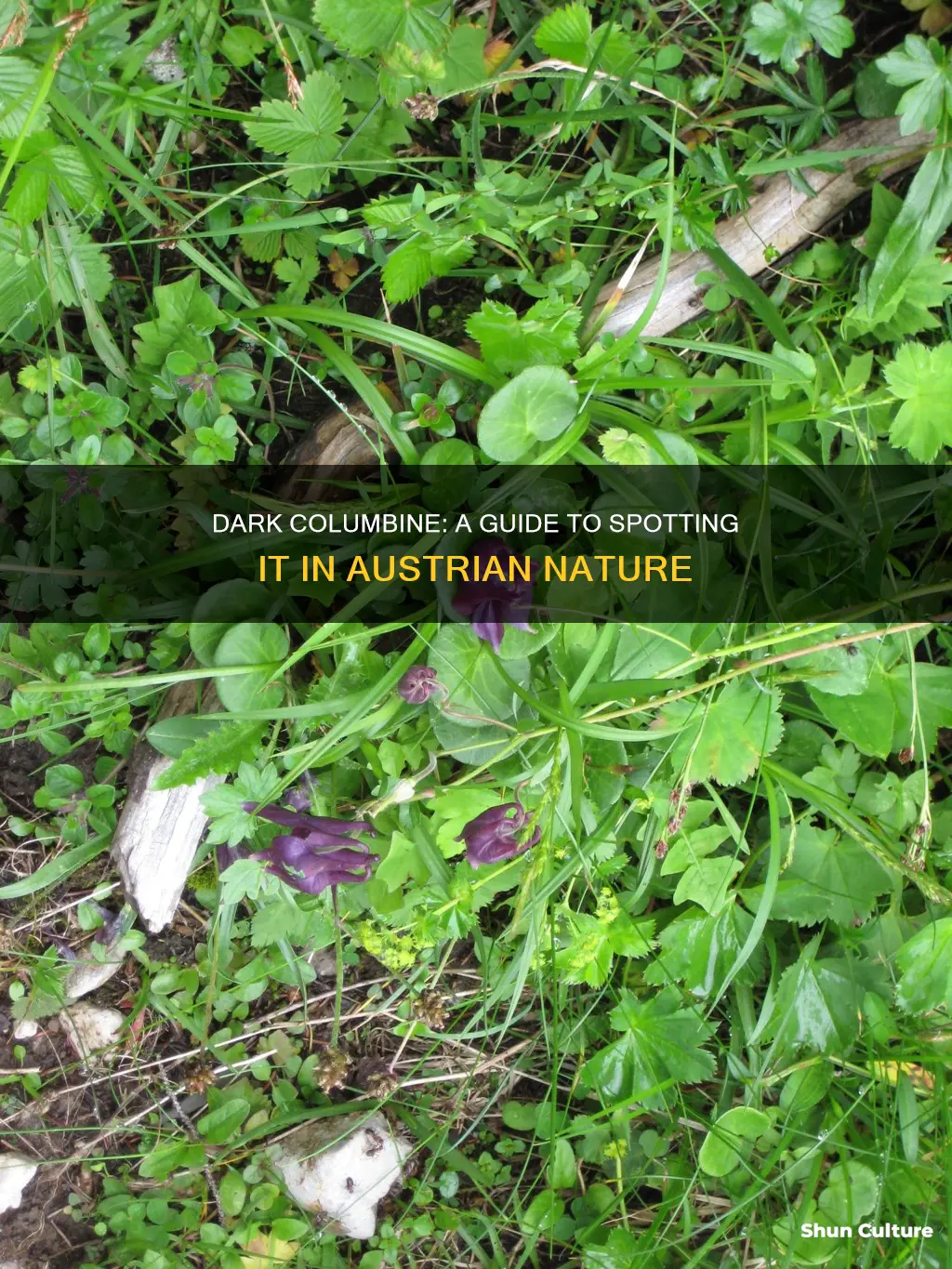 where can I see dark columbine in austria