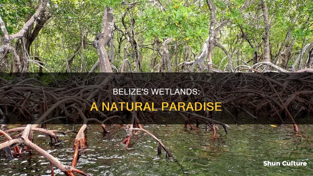 where can wetlands be found in belize