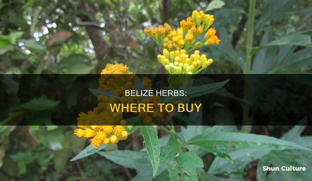 where can you buy belize herbs