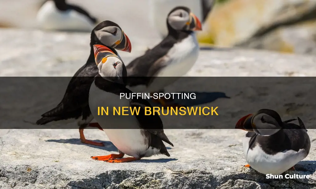 where can you see puffins in new brunswick
